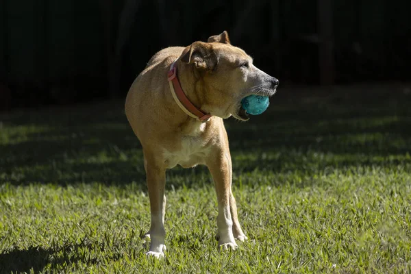 Portrait Senior Female Dog Enjoying Her Blue Ball Sunbathing Time — ストック写真