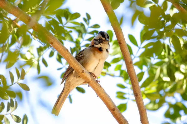 Aynı Zamanda Tico Tico Olarak Bilinen Rufous Yakalı Bir Sparrow — Stok fotoğraf