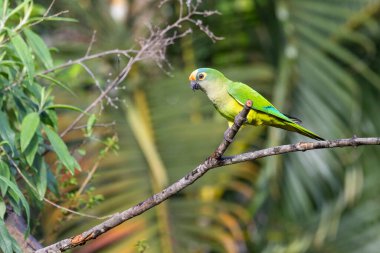 Şeftali yüzlü bir muhabbet kuşu da Periquito-rei olarak bilir. Ormanın ortasında bir dala tünemişti. Tür Eupsittula aurea. Hayvanlar Dünyası. Kuş sever. Kuş gözlemciliği. Kuşçuluk.