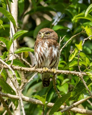 Ferruginous Pigme-Baykuşu Cabure olarak da bilinir. Ormandaki bir dala tünemiştir. Tür Glaucidium brasilianum. Hayvanlar Dünyası. Kuş sever. Kuş gözlemciliği. Kuşçuluk.