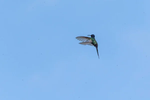Svälja Tailed Kolibri Äta Insekter Mitten Flygningen Arten Euforisk Makroura — Stockfoto