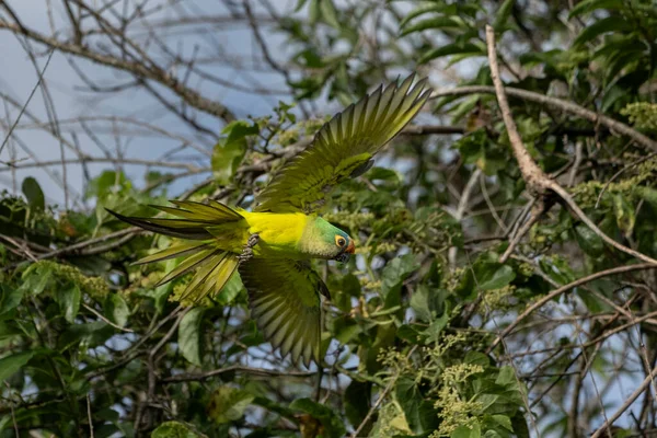 Πτήση Της Peach Fronted Parakeet Επίσης Γνωστή Periquito Rei Στη — Φωτογραφία Αρχείου