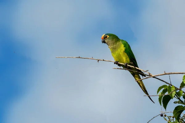Peach Fronted Parakeet Also Know Periquito Rei Perched Branch Middle — Stock Photo, Image