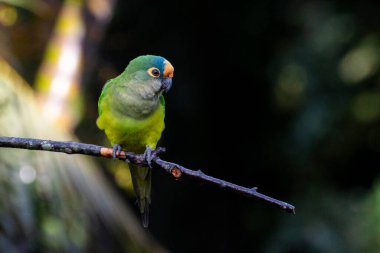 Şeftali yüzlü bir muhabbet kuşu da Periquito-rei olarak bilir. Ormanın ortasında bir dala tünemişti. Tür Eupsittula aurea. Hayvanlar Dünyası. Kuş sever. Kuş gözlemciliği. Kuşçuluk.