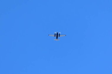 Yeşil kuş. Bir Palm Tanager aynı zamanda Sanhaco ya da Coconut Tanager olarak da bilinir. Tür Thraupis palmarum. Kuş gözlemciliği. Kuşçuluk.