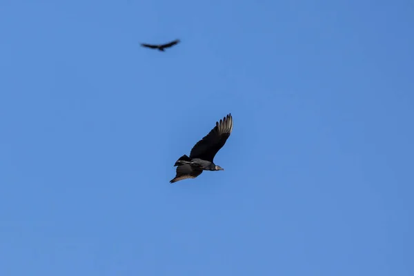 Buitre Negro Americano También Conocido Como Urubu Volando Cielo Azul — Foto de Stock