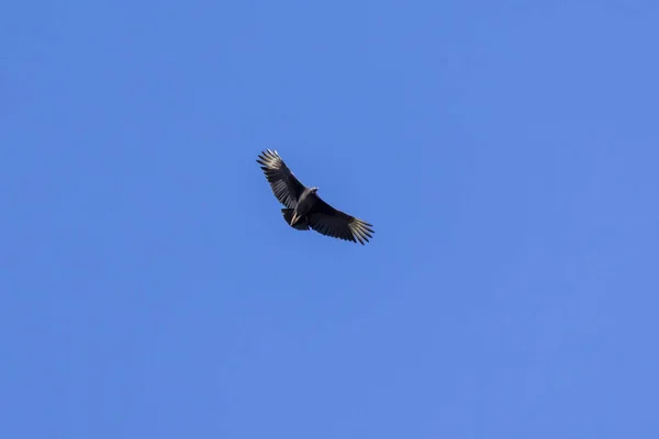 Американский Чёрный Стервятник Известен Урубу Летающий Голубом Небе Вид Coragyps — стоковое фото