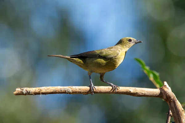 Green Bird Palm Tanager Also Know Sanhaco Coconut Tanager Perched — Stock Photo, Image