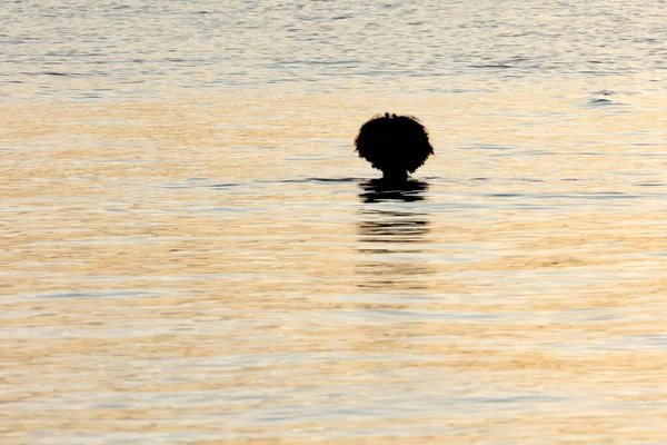 Gün Batımında Gölün Sularının Keyfini Çıkaran Bir Kadının Silueti Yaşam — Stok fotoğraf