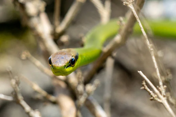 Wąż Philodryas Olfersii Lub Kobra Verde Gatunek Jadowitego Węża Rodziny — Zdjęcie stockowe