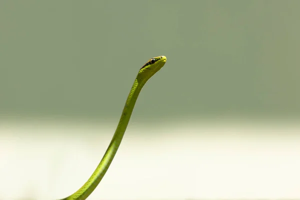 Eine Philodryas Olfersii Schlange Oder Cobra Verde Ist Eine Giftschlange — Stockfoto
