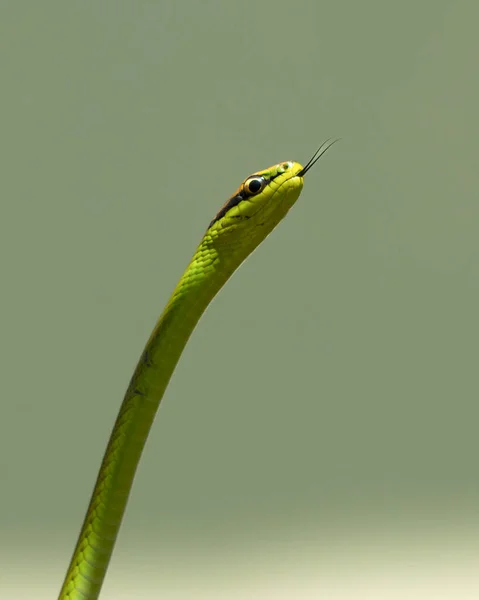 Philodryas Olfersii Orm Eller Kobra Verde Art Giftig Orm Familjen — Stockfoto