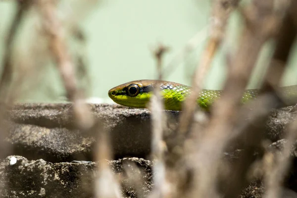 Una Serpiente Philodryas Olfersii Cobra Verde Una Especie Serpiente Venenosa — Foto de Stock