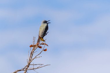 Suiriri olarak da bilinen Tropikal Kingbird bir ağacın dallarına tünemişti. Tyrannus melankolisi. Hayvanlar Dünyası. Kuş gözlemciliği. Sarı kuş. Sinek kapanı. Şarkı söyleyen kuş.