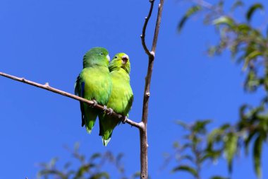 Mavi kanatlı bir Parrotlet, Tuim 'in dala tünediğini de bilir. Tür Forpus xanthopterygius. Hayvanlar Dünyası. Kuş sever. Kuş gözlemciliği. Kuşçuluk. Brezilya 'daki en küçük papağan..
