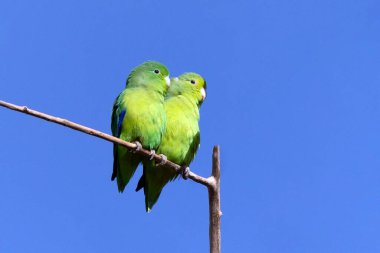 Mavi kanatlı bir Parrotlet, Tuim 'in dala tünediğini de bilir. Tür Forpus xanthopterygius. Hayvanlar Dünyası. Kuş sever. Kuş gözlemciliği. Kuşçuluk. Brezilya 'daki en küçük papağan..