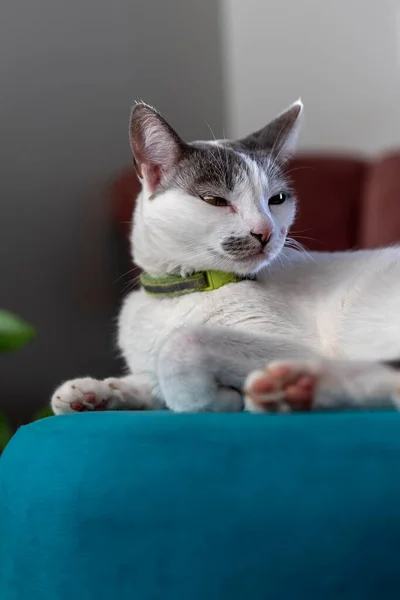 一只灰色耳朵的雌性白猫躺在长椅上的肖像 动物世界 宠物情人 动物情人 — 图库照片