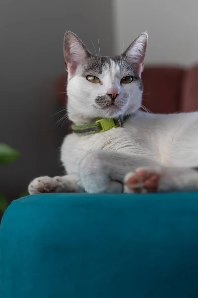Portret Białej Kotki Szarymi Uszami Leżącej Ławce Świat Zwierząt Miłośnik — Zdjęcie stockowe