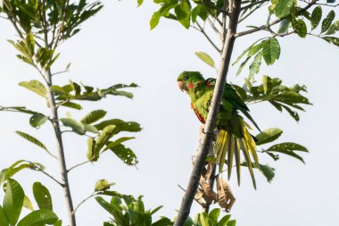The White-eyed Parakeet also know Maritaca perched on a branch. Species Psittacara leucophthalmus. Colored feathers. animal world. bird lover. birding. Birdwatcher.