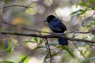 Beyaz çizgili bir Tanager, ormandaki bir ağaç dalına tünemiş Pipira-Preta olarak da bilinir. Tür Taşiphonus Rufus. Kuş sever. Kuş gözlemciliği. Kuşçuluk.