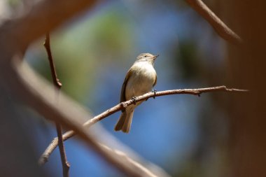 Güney Sakalsız-Tyrannulet, Cerrrado Biomu 'nun ormanındaki bir ağaca tünemiş Risadinha olarak da bilinir. Species Camptostoma 'nın modası geçti. Kuş sever. Kuş gözlemciliği. Kuşçuluk. Hayvan Dünyası.