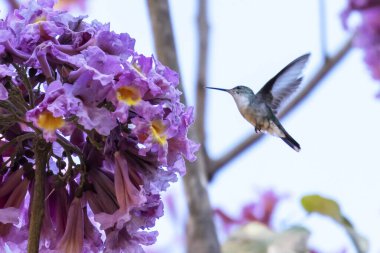 Çatal kuyruklu Woodnymph 'in uçuşu Beija-flor-verde-tesoura olarak da bilinir. Tür Thalurania furcata. Kuş sever. Kuş gözlemciliği. Kuşçuluk. Sinek kuşu ve pembe bir çiçek.