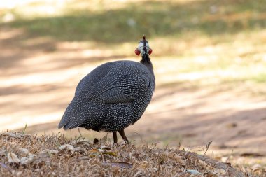 Miğferli Gine Baykuşu ayrıca Galinha-d 'angola olarak da bilinir. Tür Numida meleagris. Hayvan yaban hayatı. Kuş gözlemcisi. Kuşçuluk.