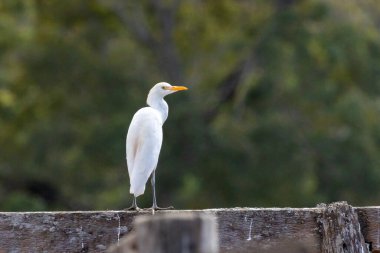 Sığır Egret de Garca-vaqueira 'nın bagaja tünediğini biliyor. Tür Bubulcus Ibis. Hayvan yaban hayatı. Cerrado. Kuş gözlemcisi. Kuşçuluk.