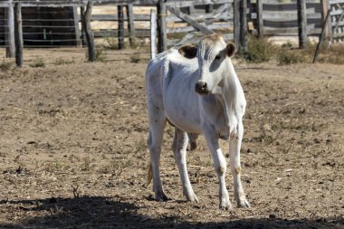 Ağılda bir Nellore öküzü. Öküz.