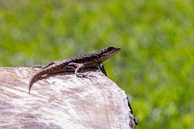 Brezilya Biomu Cerrado 'nun tipik bir kertenkelesi Calango ya da Largatixa olarak da bilinir. Tür Tropiduros veya eadicus. Hayvanlar Dünyası. Doğa.