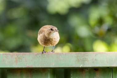 Duvara tünemiş bir Rufous Hornero. Tür Furnarius Rufus da Joao de Barro 'yu tanıyor. Evini kilden üremek için inşa eden kuş. Arjantin 'in ulusal sembolü. Kuş İzleyici.