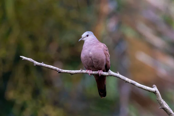Ruddy Ground Dove Perched Branch Rain Small Tropical Dove Brazil — 스톡 사진