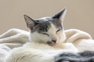 A white female cat with gray ear lying on her bed. Animal world. pet lover. Animals defend. Cat lover.