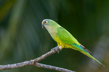 A Peach-fronted Parakeet also know as Periquito-rei perched on a branch in the middle of the woods. Species Eupsittula aurea. Animal world. Bird lover. Birdwatching. Birding. clipart