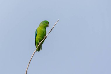 Mavi kanatlı bir Parrotlet, Tuim 'in dala tünediğini de bilir. Tür Forpus xanthopterygius. Hayvanlar Dünyası. Kuş sever. Kuş gözlemciliği. Kuşçuluk. Brezilya 'daki en küçük papağan..