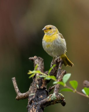 Saffron Finch 'in dişisi Canario ya da Chirigue Azafranado olarak da bilinir. Tür Sicalis flaveola. Kuş gözlemcisi. Kuş sever. Kuşçuluk. Sarı Kuş.