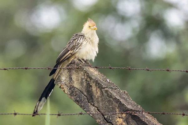 Ένας Guira Cuckoo Ξέρει Επίσης Anu Branco Σκαρφαλωμένο Ένα Δέντρο — Φωτογραφία Αρχείου