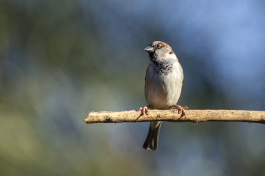 Serçe ayrıca Pardal ya da Gorrion olarak da bilinir. Tür Passer domesticus. Hayvanlar Dünyası. Kuş izleme..
