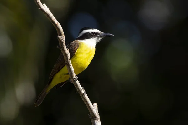 伟大的Kiskadee也被称为Bem 栖息在树梢上 牠们的种类是硫磺藻 动物世界爱鸟的人观鸟 捕猎者 — 图库照片