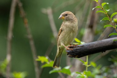 Serçe ayrıca Pardal ya da Gorrion olarak da bilinir. Tür Passer domesticus. Hayvanlar Dünyası. Kuş izleme..