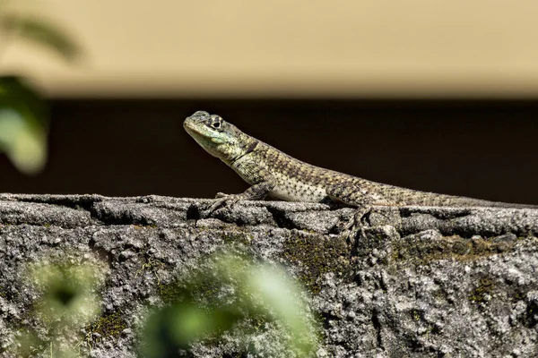 Lizard Typical Brazilian Biome Cerrado Also Know Calango Largatixa Species — Stock Photo, Image