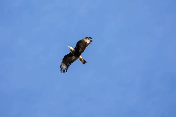 Brazilian Hawk Crested Caracara Also Know Carcara Carancho Flying Hunt — Stock Photo, Image
