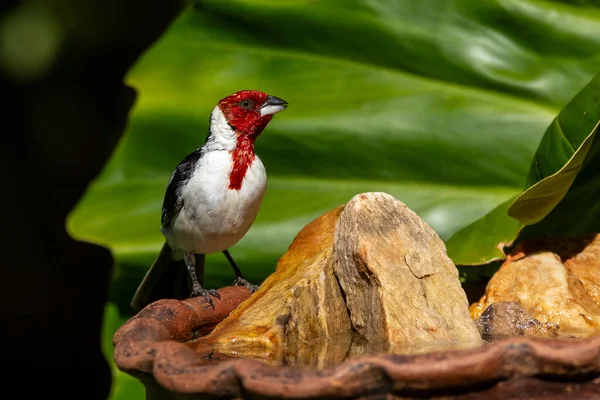 Czerwony Kardynał Znany Również Jako Kardynał Siedzący Gałęzi Gatunek Paroaria — Zdjęcie stockowe