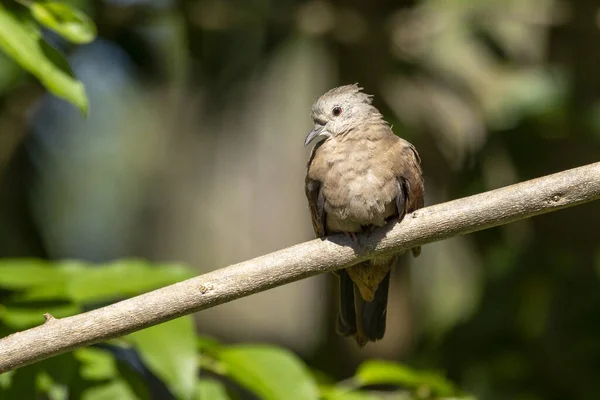 Ruddy Ground Dove Perched Branch Rain Small Tropical Dove Brazil — Stock Photo, Image