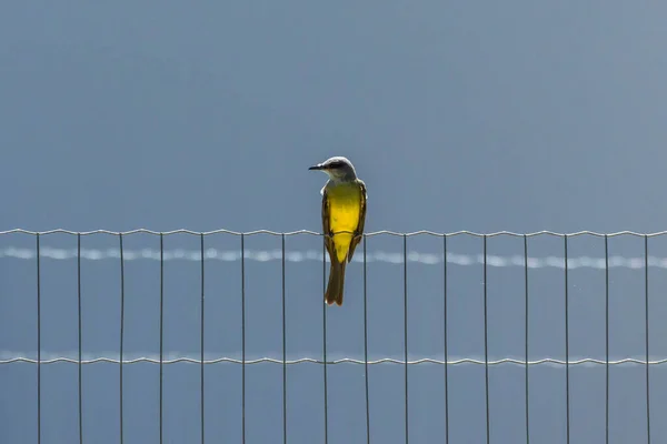 Kingbird Tropical Também Conhecido Como Suiriri Empoleirado Uma Cerca Frente — Fotografia de Stock
