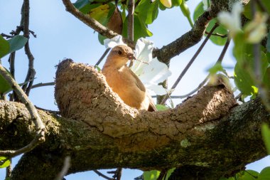 Bir Rufous Hornero evini kilden inşa ediyor. Tür Furnarius Rufus da Joao de Barro 'yu tanıyor. Çamurdan üreme yuvasına. Arjantin 'in ulusal sembolü. Kuş gözlemcisi. Kuşçuluk.