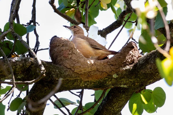 A Rufous Hornero building his house with clay. Species Furnarius rufus also know Joao de Barro. Nest from clay to procreate. The national symbol of Argentina. Birdwatcher. Birding.