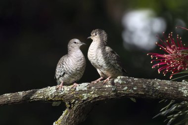 Bir çift ölçekli güvercin, aynı zamanda şubenin üzerine tünemiş Rolinha olarak da bilinir. Species Columbina squammata. Kuş sever. Kuş gözlemciliği. Kuşçuluk. Hayvan Dünyası.