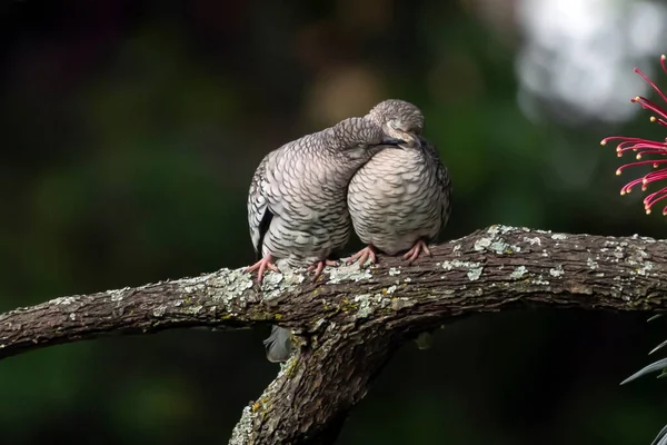 Par Scaled Dove También Conocido Como Rolinha Citas Encaramado Rama — Foto de Stock