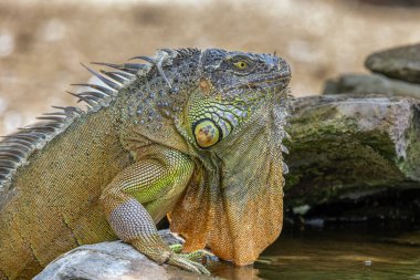 Iguana güneşlenmesi. Tür Iguana Iguana. Karayip sürüngeni. Otçul bir hayvan. Hayvanlar Dünyası. Hayvan sever..